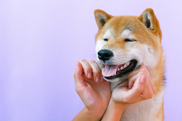 Le massage chien : un soin essentiel pour votre compagnon