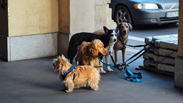 Solutions pratiques pour un chien qui tire en laisse