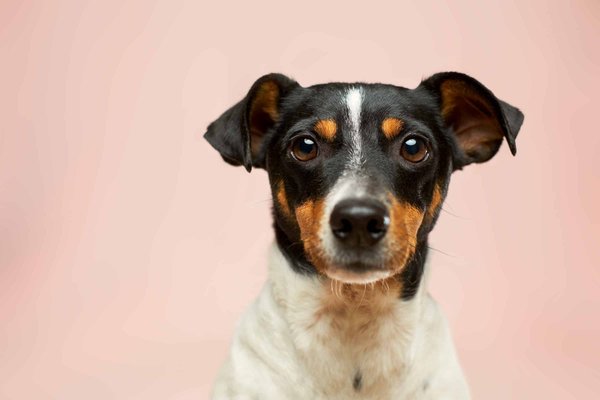 Comment sensibiliser un chien de race Pinscher nain à de nouveaux sons sans provoquer de peur?